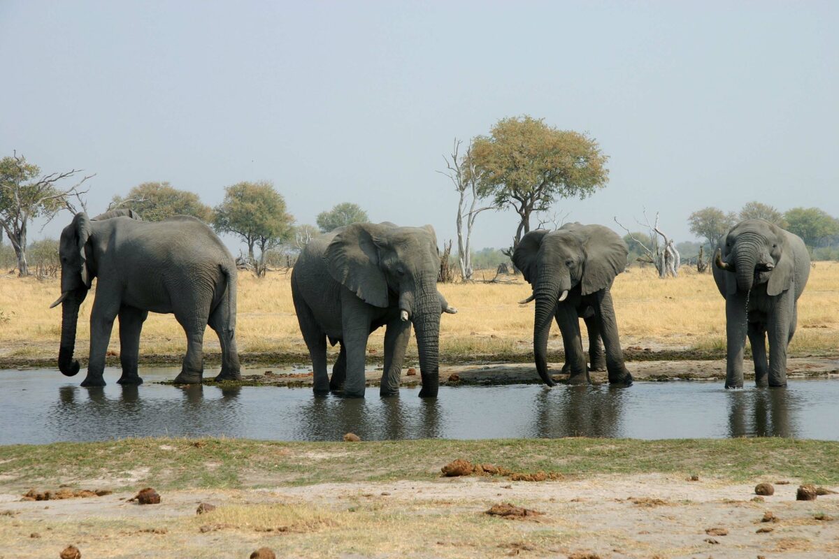 wild elephants in