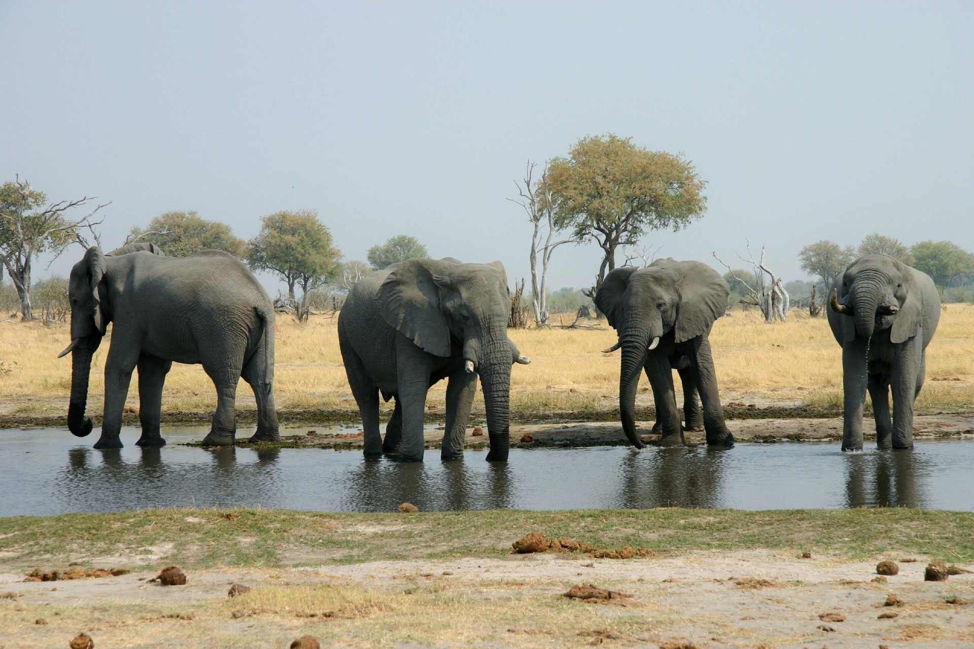wild elephants in