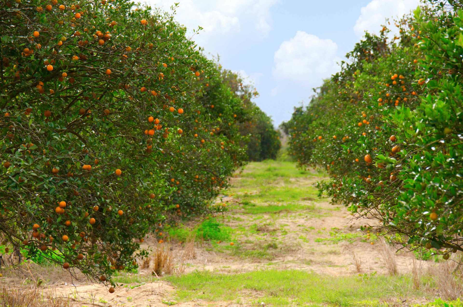 floridan orange trees